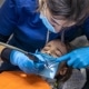 A dentist wearing blue gloves and a mask performs a dental procedure on a young patient lying in a dental chair.