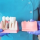 Person in blue clothing and purple gloves holding dental models: one shows a dental implant and teeth, the other shows a jaw with missing teeth.